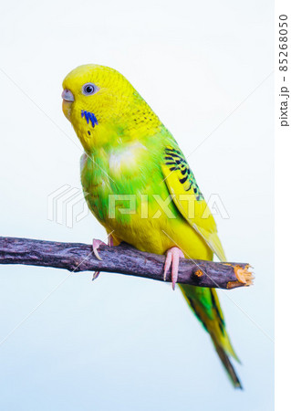 Yellow and green budgie, budgie sits on a wooden stick Yellow and green budgie, budgie sits on a wooden stick 85268050