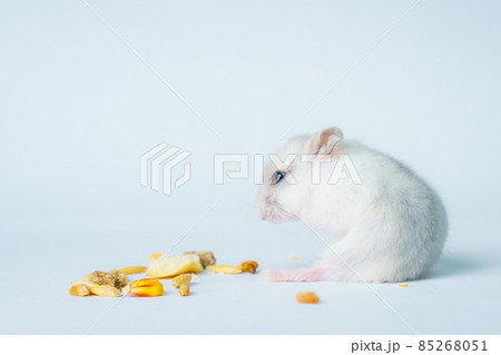 Small white hamster, on a white background. 85268051