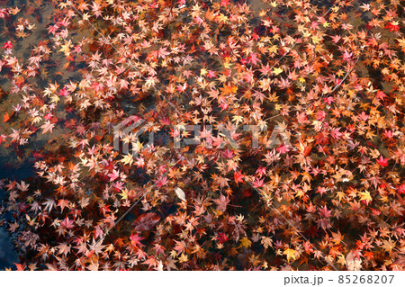 帯石観音の紅葉 帯石観音の紅葉 85268207