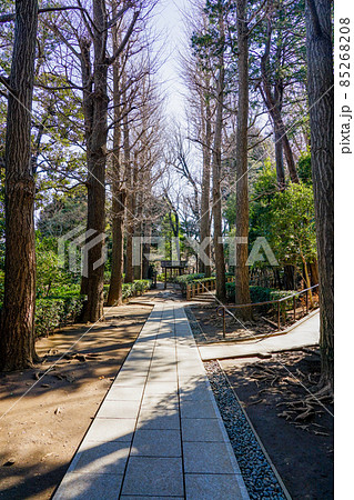 冬のイチョウ並木 音楽家大田黒元雄氏ゆかりの大田黒公園(東京都杉並区) 冬のイチョウ並木 音楽家大田黒元雄氏ゆかりの大田黒公園(東京都杉並区) 85268208