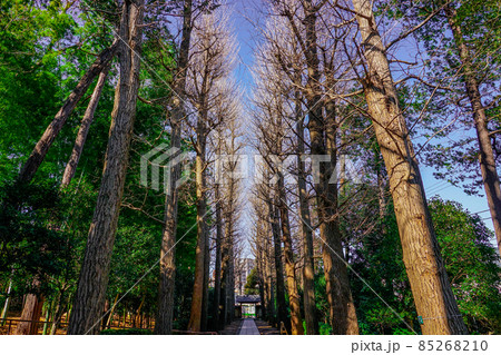 冬のイチョウ並木 音楽家大田黒元雄氏ゆかりの大田黒公園(東京都杉並区) 冬のイチョウ並木 音楽家大田黒元雄氏ゆかりの大田黒公園(東京都杉並区) 85268210