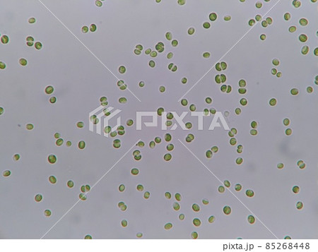 野菜水耕栽培の水より発生した藻 85268448