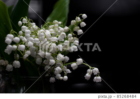 flowers are white lilies of the valley on a black background. close-up flowers are white lilies of the valley on a black background. close-up 85268484
