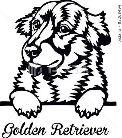 Golden Retriever Peeking Dog - head isolated on white 85268494