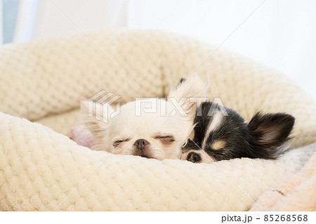 ベッドに入って眠る2匹のチワワ 85268568