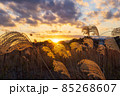 海辺のすすきと夕日と雲と。伝統的建造物保存地区である美々津の町並み。[宮崎県日向市美々津] 85268607