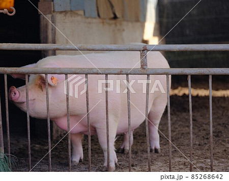 家畜としてのブタ 家畜としてのブタ 85268642