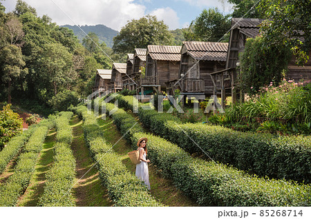 Asian woman carrying basket enjoying in groove of tea plantation 85268714