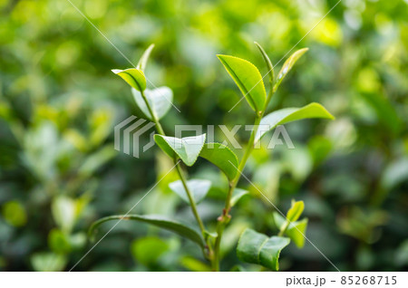 Organic green tea leaf growing in plantation Organic green tea leaf growing in plantation 85268715