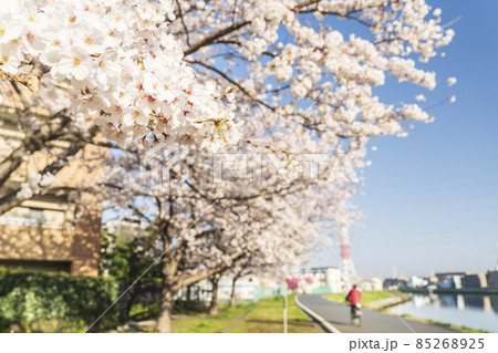鶴見川河川敷の桜【神奈川県・横浜市】 鶴見川河川敷の桜【神奈川県・横浜市】 85268925