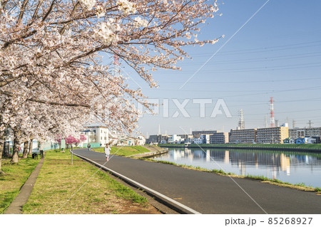 鶴見川と桜の風景【神奈川県・横浜市】 85268927