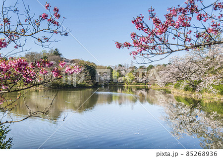 神奈川県立三ツ池公園の桜景色【神奈川県・横浜市】 85268936