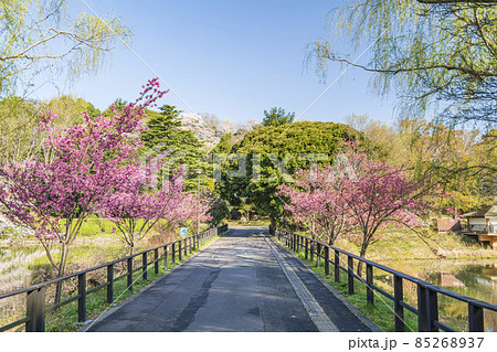 神奈川県立三ツ池公園の桜景色【神奈川県・横浜市】 神奈川県立三ツ池公園の桜景色【神奈川県・横浜市】 85268937