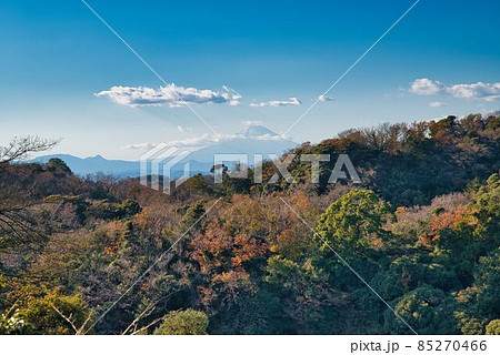 紅葉の鎌倉からのぞむ富士 紅葉の鎌倉からのぞむ富士 85270466