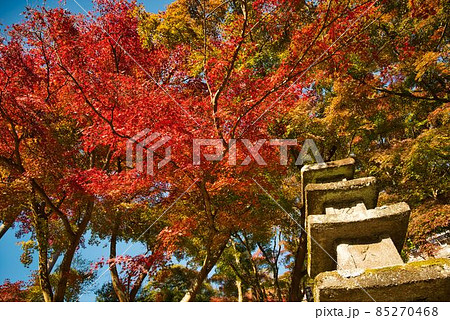 石塔と深紅の紅葉 85270468