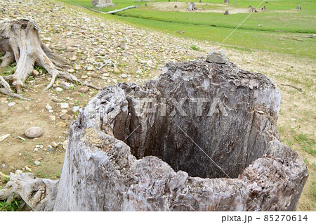 糠平湖の底の切り株　北海道 85270614