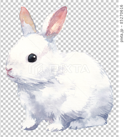 Watercolor painting of white rabbit 85270616