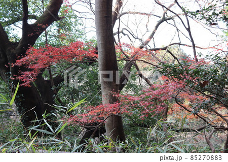 まさがりが淵市民の森の風景_14 まさがりが淵市民の森の風景_14 85270883