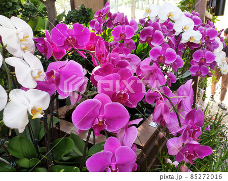 SELANGOR, MALAYSIA -DECEMBER 18, 2020: Selected focused on colorful tropical & exotic orchids flower in plants nursery. Grown in a large group to form a beautiful garden.   85272016
