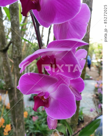 SELANGOR, MALAYSIA -DECEMBER 18, 2020: Selected focused on colorful tropical & exotic orchids flower in plants nursery. Grown in a large group to form a beautiful garden.   85272025