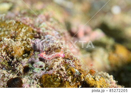 石垣島のセンテンイロウミウシ…。 その① 石垣島のセンテンイロウミウシ…。 その① 85272205