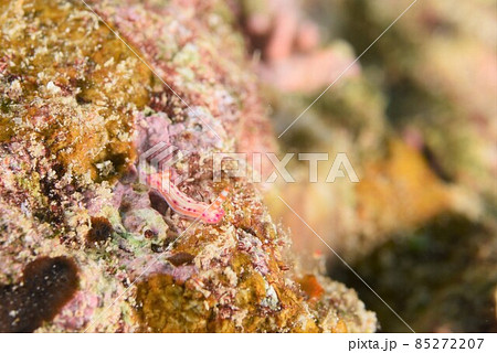 石垣島のセンテンイロウミウシ…。　その③ 85272207