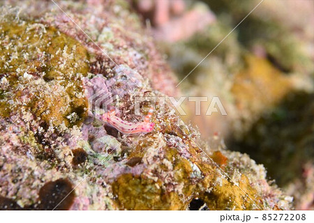 石垣島のセンテンイロウミウシ…。　その④ 85272208