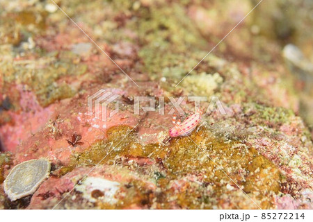 石垣島のセンテンイロウミウシ…。 その⑩ 石垣島のセンテンイロウミウシ…。 その⑩ 85272214