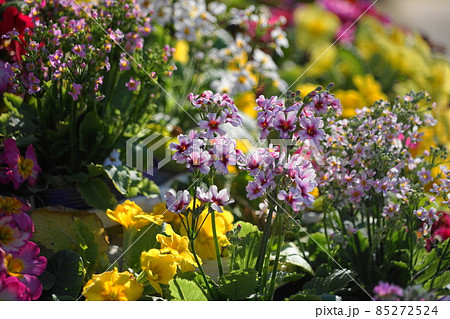 12月　稲城571プリムラ･マラコイデス･よみうりランドHANA BIYORI 85272524