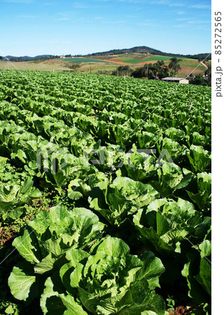 サンパウロ近郊で栽培されているキャベツ 85272565