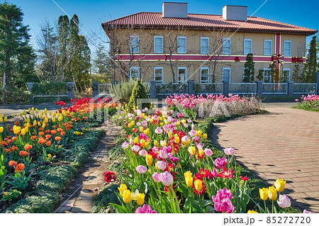 アイスチューリップが咲くイングリッシュガーデン アイスチューリップが咲くイングリッシュガーデン 85272720