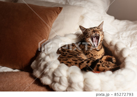 Bengal cat resting in merino wool round pet lounge in creamy and terracotta rust tones. Bengal cat resting in merino wool round pet lounge in creamy and terracotta rust tones. 85272793