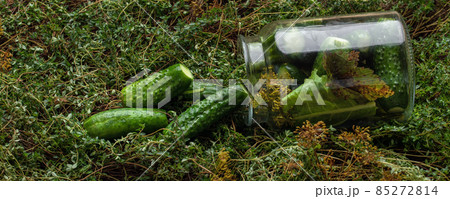 Lightly salted pickled cucumbers in a jar on fresh green thyme background decorated with dill. Seasonal harvesting of vegetables concept Lightly salted pickled cucumbers in a jar on fresh green thyme background decorated with dill. Seasonal harvesting of vegetables concept 85272814