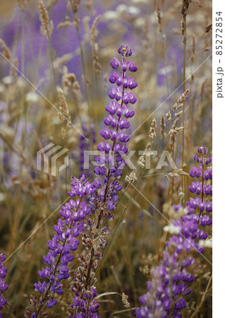 Purple lupin flowers blooms in the field. Purple lupin flowers blooms in the field. 85272854