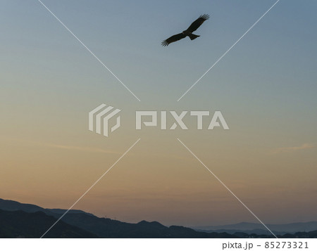 夕空を滑空する鳶 85273321
