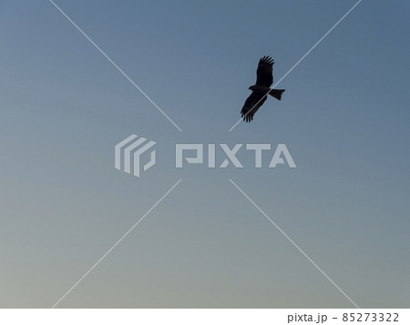 夕空を滑空する鳶 85273322