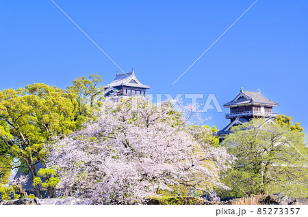 熊本城「二の丸公園から桜と城」春の季節Kumamoto Castle(Sakura flower) 85273357