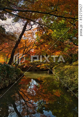 水面に写る可憐な紅葉 水面に写る可憐な紅葉 85273427