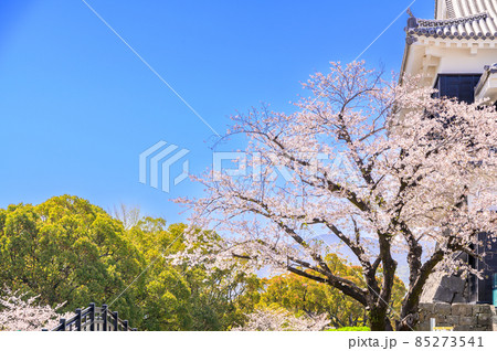熊本城「桜の花が咲く季節」城内風景Kumamoto Castle(Sakura scenery) 85273541