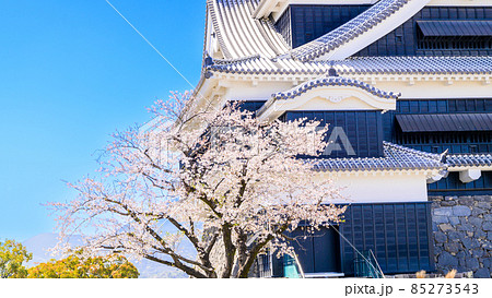 熊本城「桜の花が咲く季節」城内風景Kumamoto Castle(Sakura scenery) 85273543