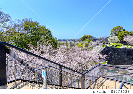 熊本城「桜の花が咲く季節」城内風景Kumamoto Castle(Sakura scenery) 熊本城「桜の花が咲く季節」城内風景Kumamoto Castle(Sakura scenery) 85273588