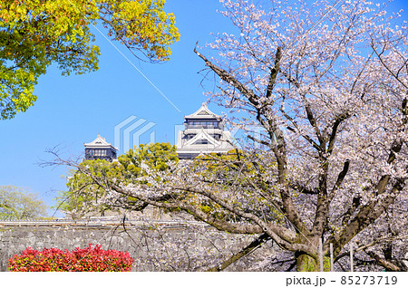熊本城「桜の花が咲く季節」風景Kumamoto Castle(Sakura scenery) 85273719