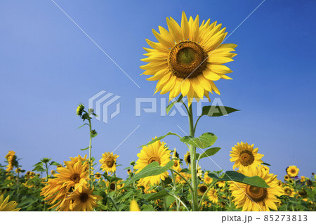 Close-up of yellow sunflower field with the blue sky background 85273813