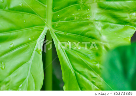 Alocasia, Alocasia macrorrhizos or Alocasia plant or dew drop 85273839