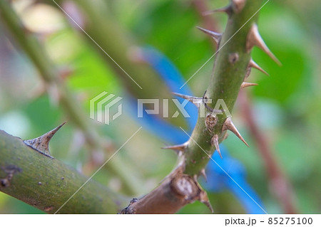 Thorns Thorns 85275100