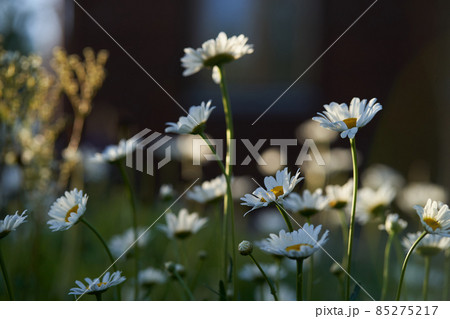 There are many meadow flowers of daisies in close-up, against the background of a dark brown wooden house. An airy artistic image.Space for copying. High quality photo 85275217