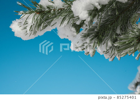 Frame of pine branches in snow on blue sky Frame of pine branches in snow on blue sky 85275401