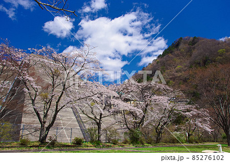 大倉ダム下公園の桜風景（宮城県仙台市） 85276102