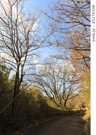 神奈川県横浜市戸塚区の原風景舞岡ふるさと公園の冬 85276346