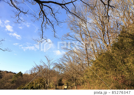 神奈川県横浜市戸塚区の原風景舞岡ふるさと公園の冬 85276347